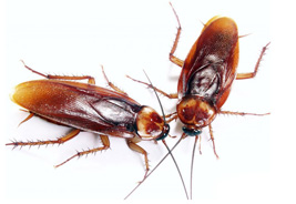 cockroach s