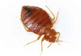 bed bug s