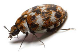 carpet beetle s