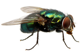 pest fly