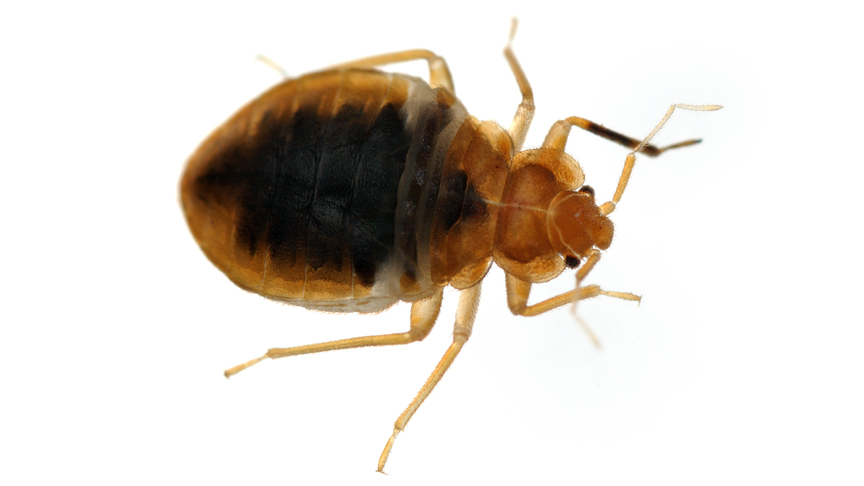 EXPERT TECHNICIANS bedbugs