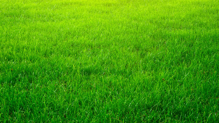 LUSH GREEN lawn