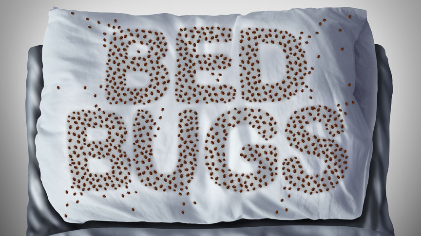 bed bugs tailor made