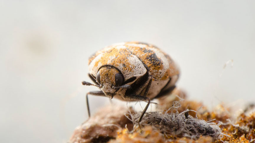 carpet beetle