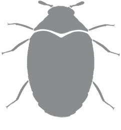 carpet beetle icon correct