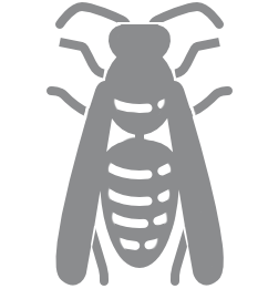 wasps icon